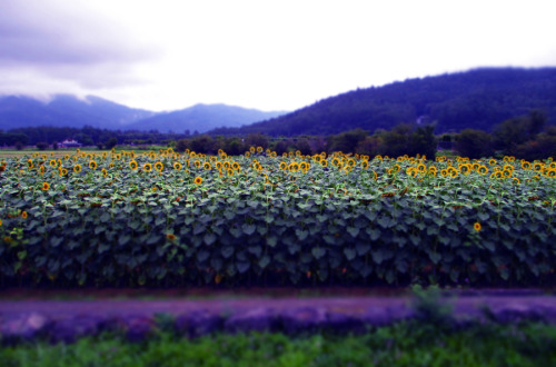 2016/8/15 山梨県　山中湖花の都公園そっぽ向くひまわり