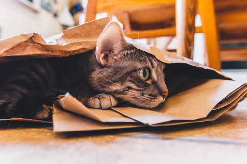 89cats:kitten :3
