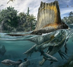 Msebag:  Rhamphotheca:  New Findings Out Of Morocco Reveal That Spinosaurus Was The