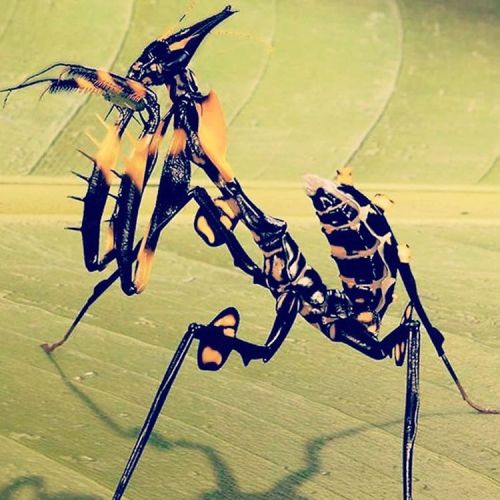 Devils Flower Mantis (Idolomantis diabolica) Credit: Unknown