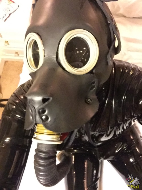 Love the combination of rubber and pup gear... adult photos