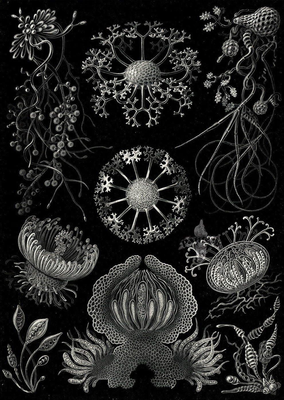magictransistor:  Ernst Haeckel. Hexacoralla, Ascomycetes, Lichenes, Phaeodaria,