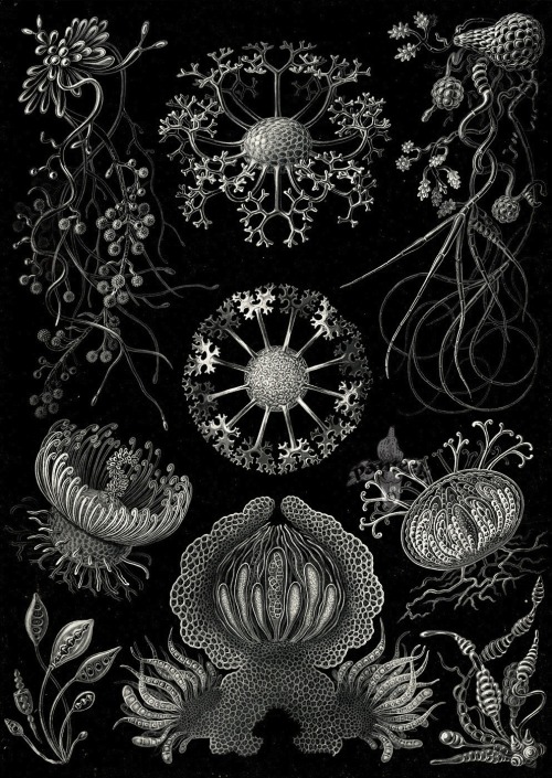 magictransistor: Ernst Haeckel. Hexacoralla, Ascomycetes, Lichenes, Phaeodaria, Ophiodea, Spumellari