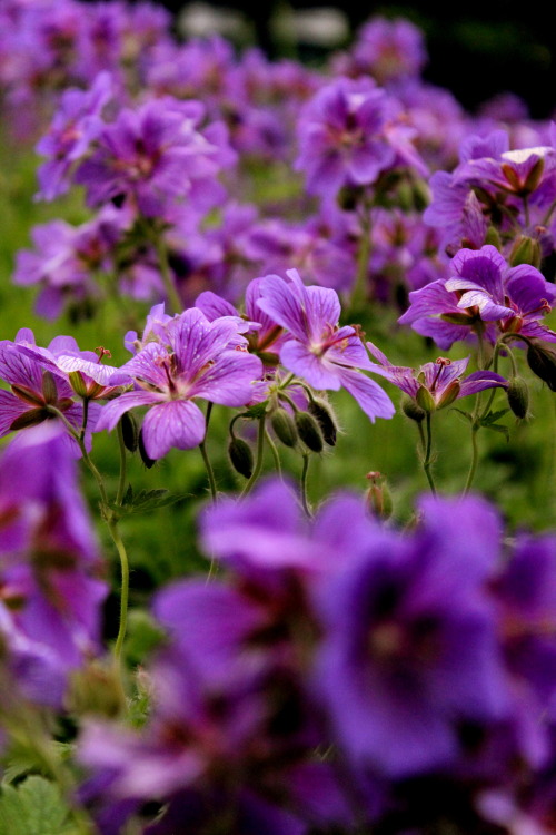 Pink and Purple. @ The Toledo Botanical Gardens