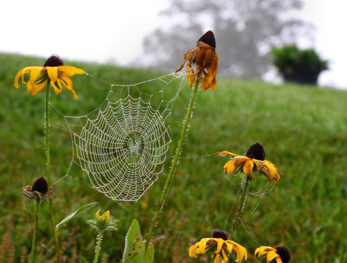 grungeouttakesabstracts: Black-eyed susans w/ spiderweb Northern Vermont - 8/23/06