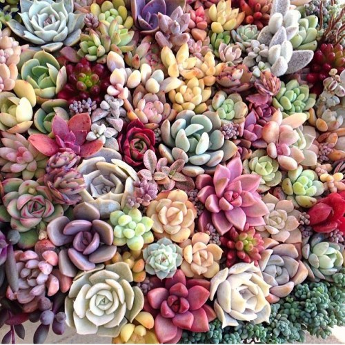 osita-mimi:Succulents soo cute