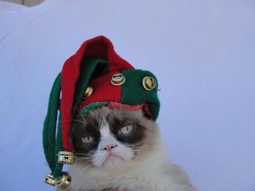 tardthegrumpycat:  The Daily Grump | December 25, 2012