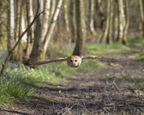 funkysafari:Tawny owl through bluebell wood by Kentish Plumber