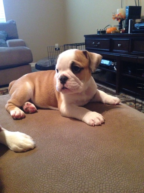 space-atoms:@why-animals-do-the-thing and this is my friend’s bulldog puppy, Beatrix