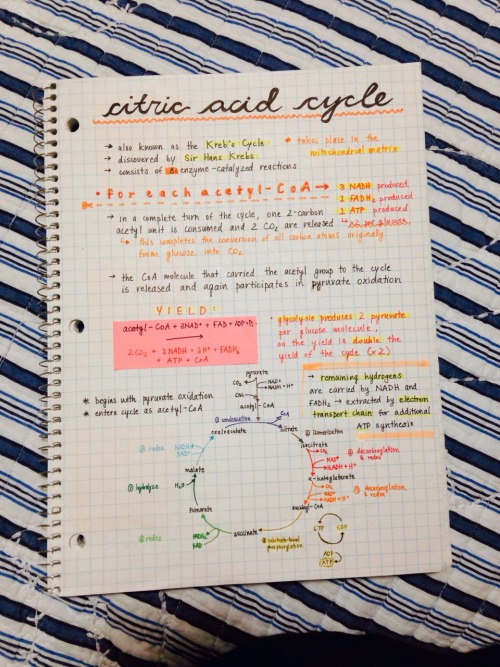 studyorcry:  asimhasan:  princealonzo:  grxeek:  studyorcry:  11.4.15 // finished my bio notes on the citric acid cycle!! ☺️  LOVE  I hate ppl who’s notes are this neat  omg can I borrow your notes studyorcry  gonna be learning about this in a few