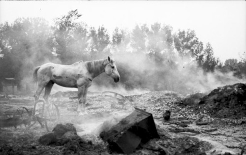 A lone horse wanders a recent battlefield. Poland. September 1939.