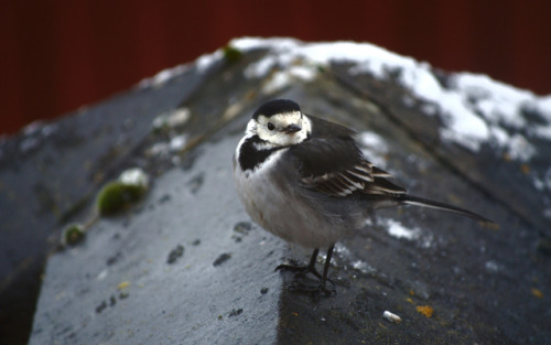 Pied wagtail (Motacilla alba yarrellii), 16/01/18I’ve been waiting a while to get one of these guys 