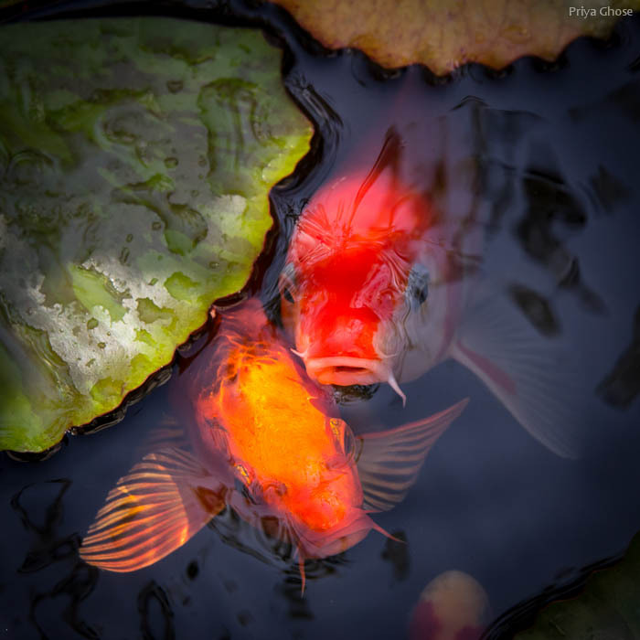 lensblr-network:  Hopeful FacesColorful and tame, the koi fish in my small backyard