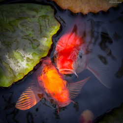 lensblr-network:  Hopeful FacesColorful and tame, the koi fish in my small backyard pond are always hungry for a tasty treat. They swim up to the top of the pond and beg for a snack, opening and closing their whiskered mouths while lunging their hopeful