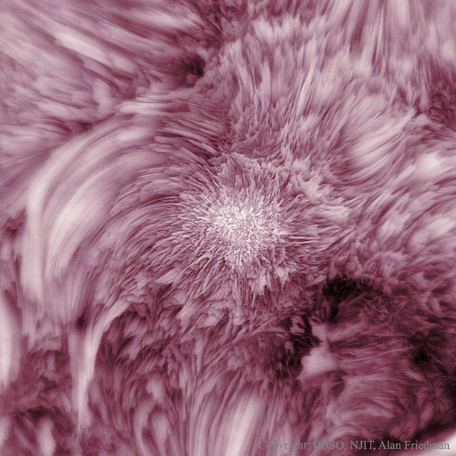 Fibrils Flower on the Sun #nasa #apod #sun #sol #rose #plasma #fibrils #solarsystem