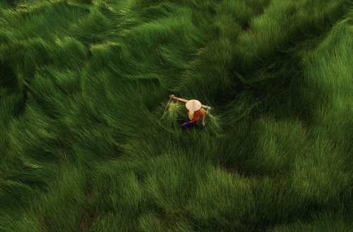nubbsgalore: veitnamese farmers harvest water chestnuts in fields of blowing waves of grass (x)