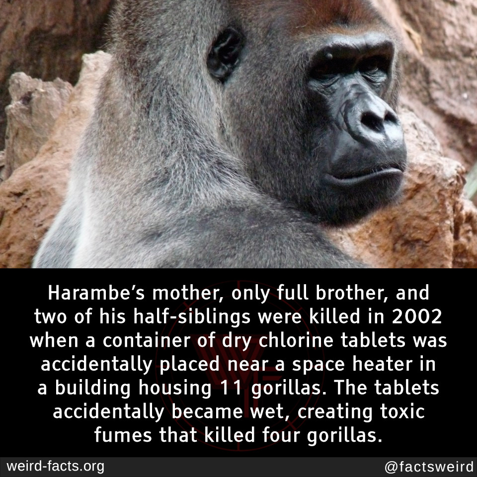 Weird Facts, Harambe’s mother, only full brother, and two of...
