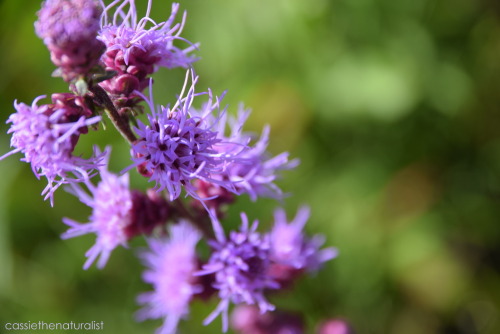 Rough Blazing Star; New Glarus, WI August 2016Cassie’s prints