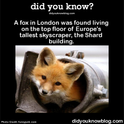 did-you-kno:  A fox in London was found living