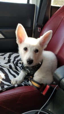 katiiie-lynn:Took sweet little Astrid on a mini roadtrip with me today. Had my parents