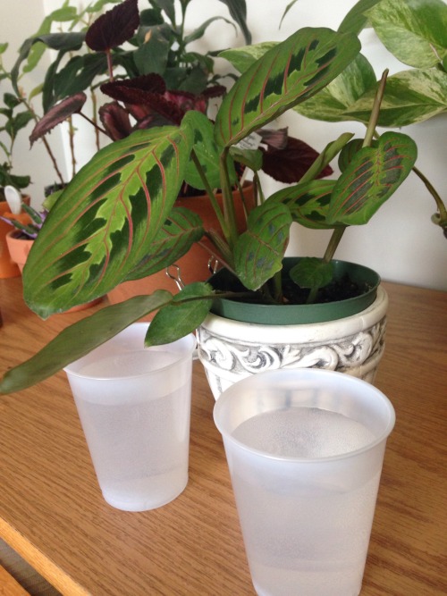 2.9.16 - My makeshift “humidifier” - simply two cups placed near my prayer plant! Seems 