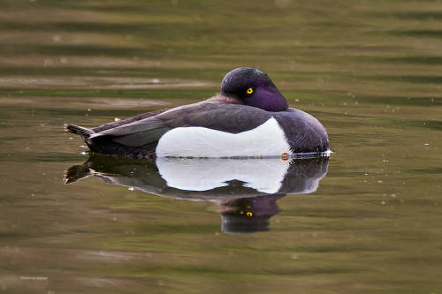 besidethepath: I wish a relaxing Sunday with these Tufted ducks (16.3. & 21.4.22)