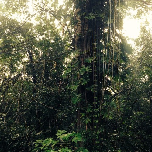 raulcastanedap:  Una pequeña #Selva, de lo bonito de #Yucatan #Jungle