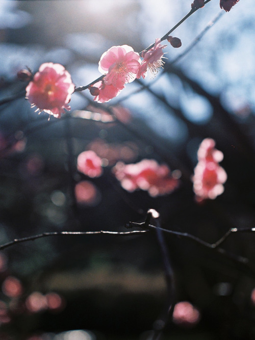 moriyu-photolog: 紅梅 Red plum blossoms by moriyu Via Flickr: 新宿御苑 Nikon F Micro NIKKOR P Auto 1:3.5 5