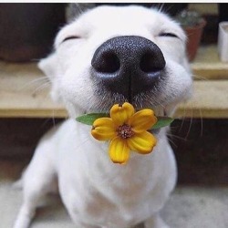 brookbooh:Dogs and flowers!! :D