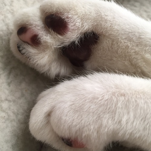 catsbeaversandducks:  Happy Jelly Bean Day! Photos via JellyBeanToes on Reddit