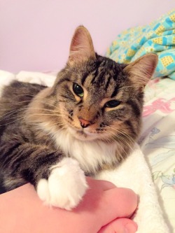 dawnpop:  I can’t get over how friggin photogenic my cat Loki is. What business does he have lookin’ this cute??? 