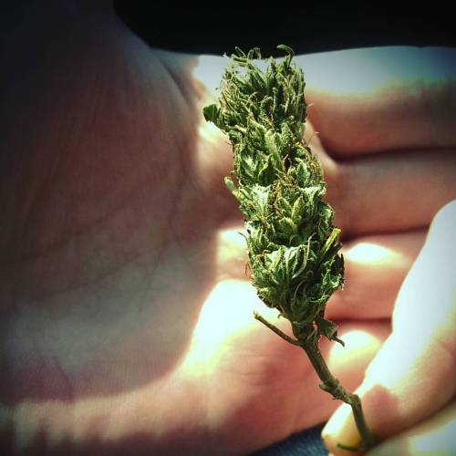 // sour diesel // Please don’t repost ☺ #weedstagram #stonernation #weed #420 #stoners #loud #