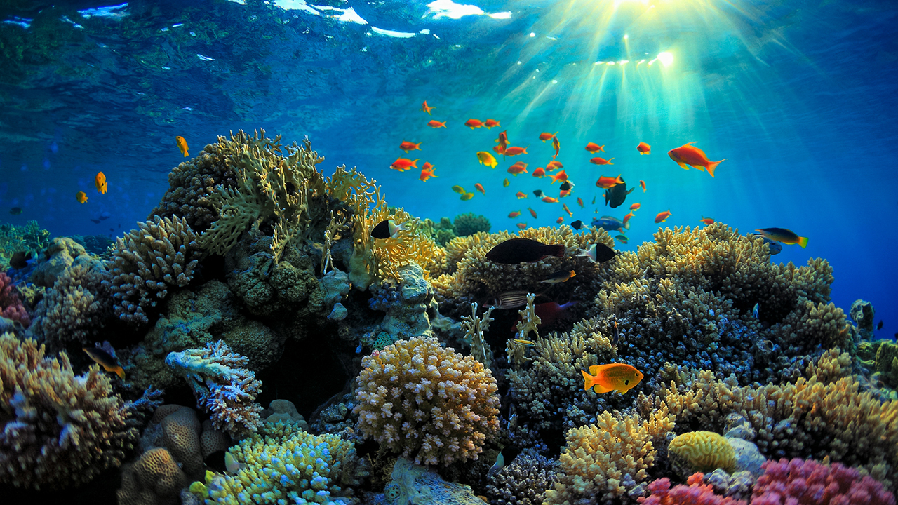 atlise:  doot: It’s so heartbreaking that the Great Barrier Reef, the largest living