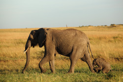 smithsonianmag:  Photo of the Day: Elephant and Calf Photography by Ozkan Ozmen (Kusadasi, Turkey); Masai Mara National Reserve, Kenya 