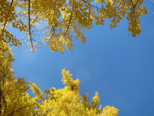 Ginkgo gold.