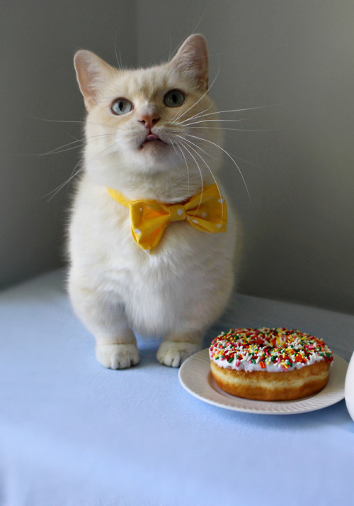 jtcatsby: For me?!?! I love sprinkles!!! What’s your favorite kind of donut? #NationalDonutDay