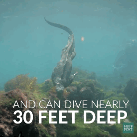 setheverman:huffingtonpost:What Is This Terrifying Giant Sea Creature?let’s smoke some marine iguana
