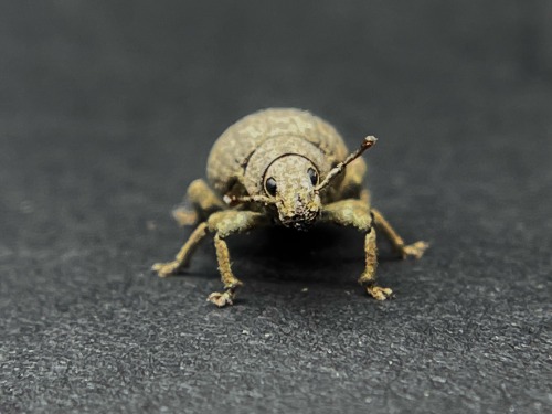 Its Weevil Wednesday
