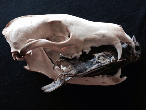 roadkillandcrows:  Fox skull and mummified house sparrow. 