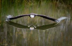 rhubarbes:  WINGSPANBald eagle glides over lake surface, photograph by Fred Johns.frdjohns.zenfolio.com via Frans de Waal - Public Page 