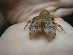 stagbeetleboy:stagbeetleboy:Slipper lobsters go seriously hard. No fr they’re so