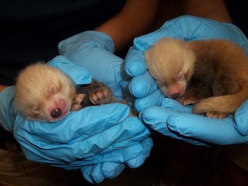 #weeds I feel like baby red pandas are even more you#because there seems to be an overlap in sight r