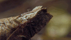 hootbird:chalkandwater:Life in Cold Blood - Dragons of the Dry (2008)shingleback!!!