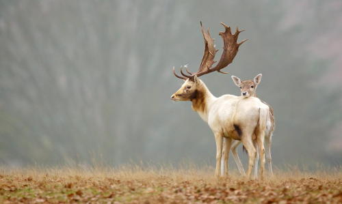 earthlynation:(via 500px / Valentine by Mark Bridger)