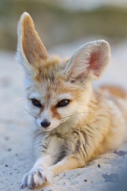 beautiful-wildlife:  Fennec Fox by asbimages.co.uk 