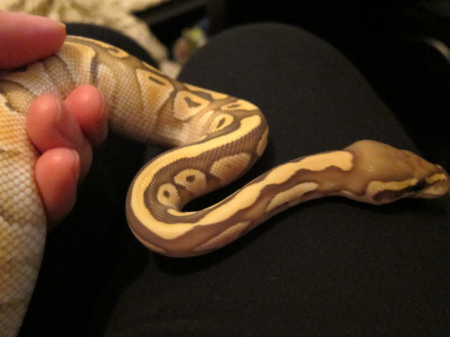 some recent photos of the littlest snoot. the bottom photo is from today - he took his rat despite g