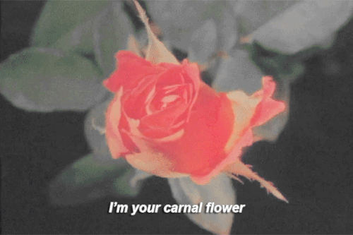 slaynashe:“I’m your deadly nightshade. I’m your cherry tree.”