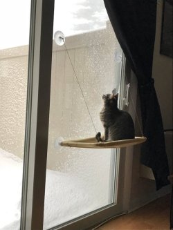 constantcaturday:  Snow days are so much