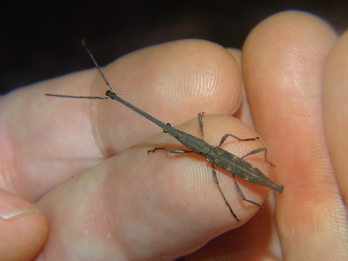 onenicebugperday: New Zealand giraffe weevil, Lasiorhynchus barbicornis, BrentidaeThe New Zealand gi