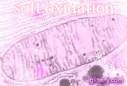 pluspluspangolin:  epicmeatbun:  viridian-sun:  bunfoot:  SAY IT WITH ME the mitochondria
